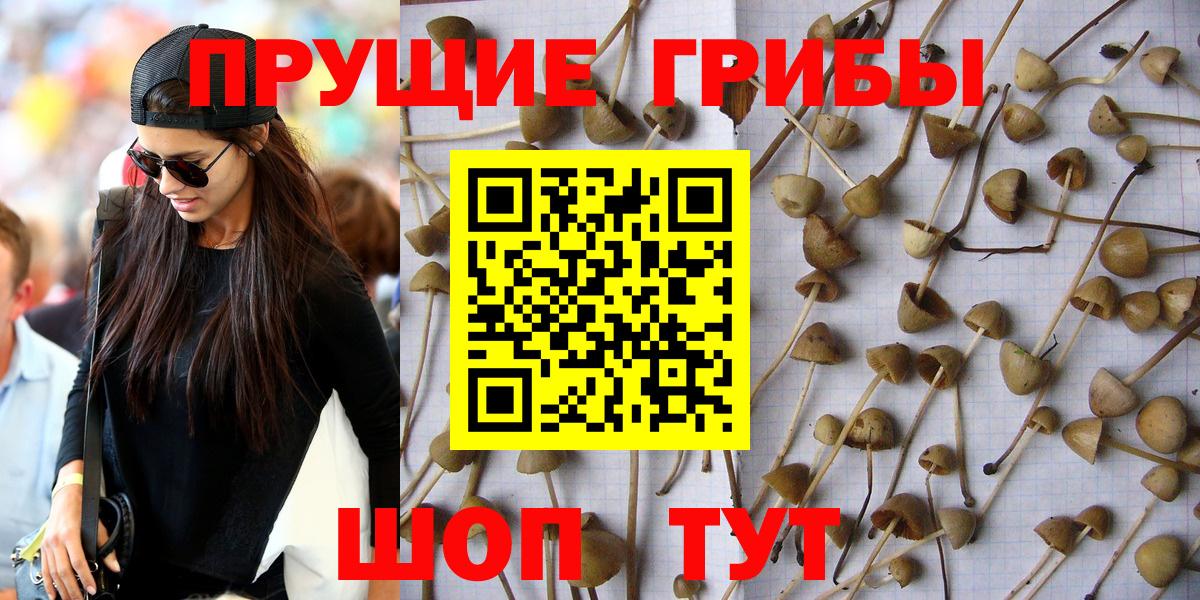 Галлюциногенные грибы Psilocybe  Вход с VPN  Луховицы 